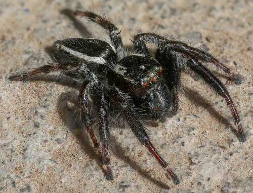 Carrhotus viduus